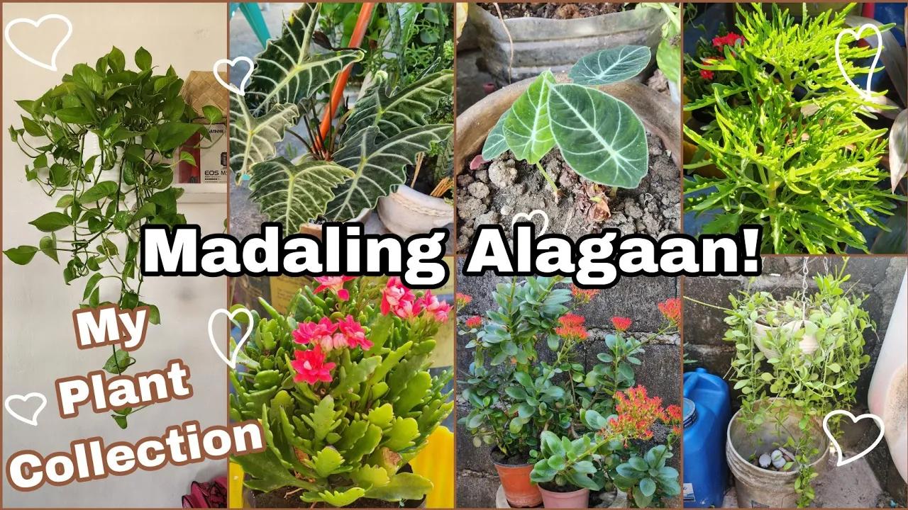 Mga halamang madaling alagaan | Easy to grow plants for beginners | My plant collection thumbnail