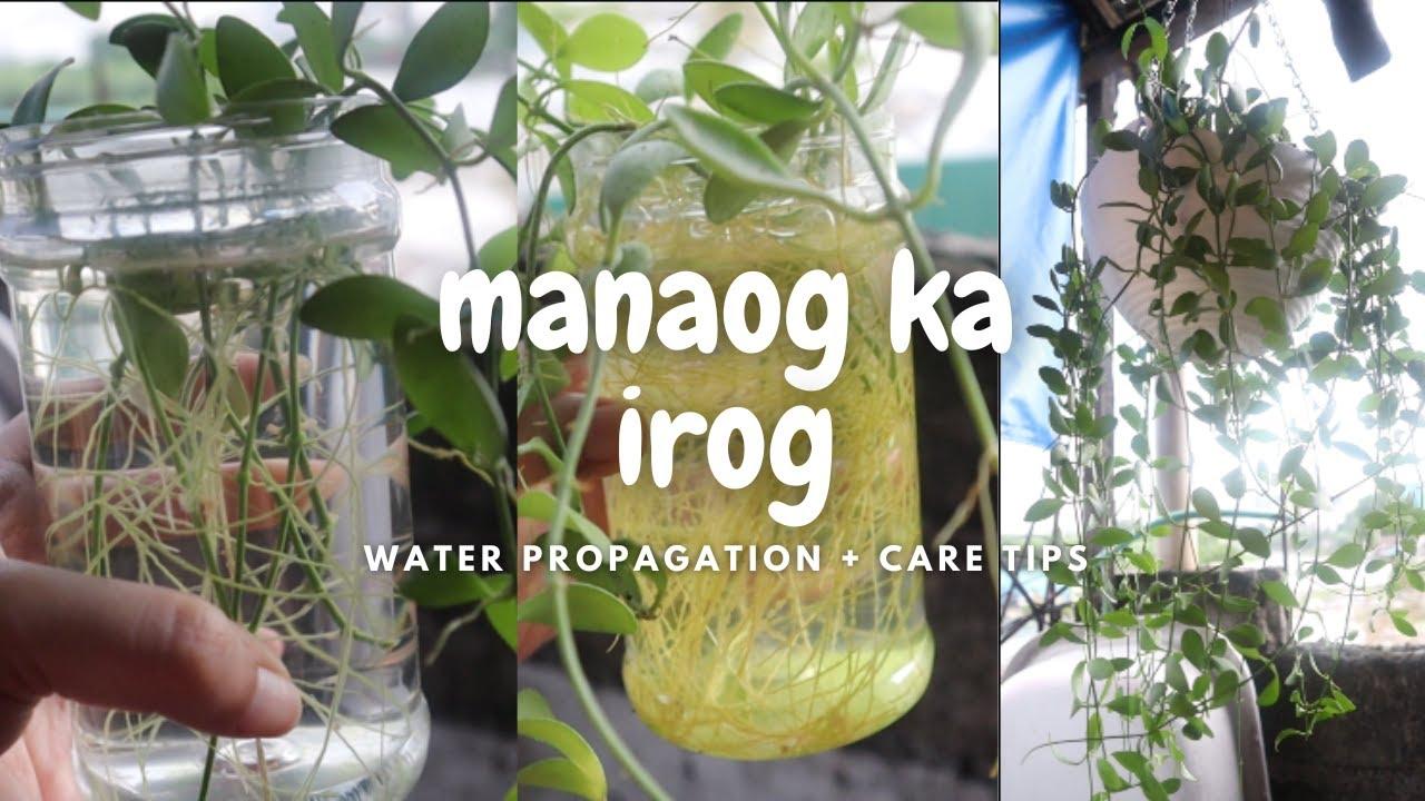 Manaog Ka Irog | Water Propagation + Care Tips | Home & DIY PH thumbnail