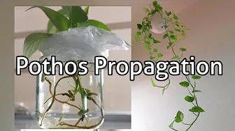 Paano mag propagate ng Pothos Plant | Water propagation | Home & DIY PH thumbnail