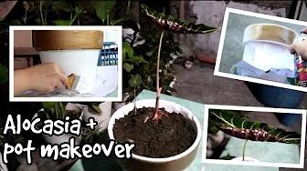 DIY pot makeover + Alocasia repot | Home & DIY PH thumbnail