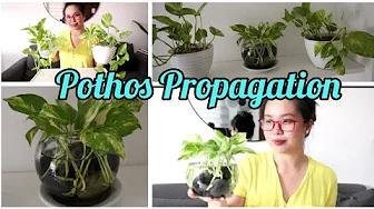 MAG PROPAGATE TAYO NG POTHOS | water propagation of pothos plant Philippines | Home & DIY PH thumbnail