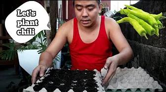 Paano Magtanim ng SILI sa EGG TRAY | Planting of Chili Seeds | Home & DIY PH thumbnail