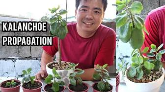 KALANCHOE PLANT PROPAGATION | How to propagate Kalanchoe Plant | Home & DIY PH thumbnail