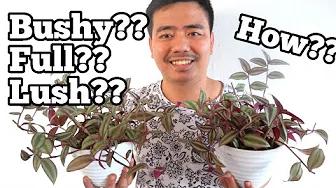 WANDERING JEW PROPAGATION | Home and DIY PH thumbnail