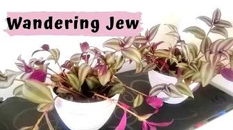 MAG REPOT TAYO NG WANDERING JEW + Care Tips Philippines | Tradescantia Zebrina | Home & DIY PH thumbnail