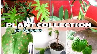 ANG AKING MGA ALAGANG HALAMAN | Plant Collection Philippines | Home & DIY PH thumbnail