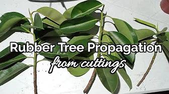 MAG PROPAGATE TAYO NG RUBBER TREE | Rubber Tree Propagation from Cuttings | Home & DIY PH thumbnail