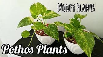 MAG REPOT TAYO NG MONEY PLANT + Pothos Care Tips Philippines | Home & DIY PH thumbnail