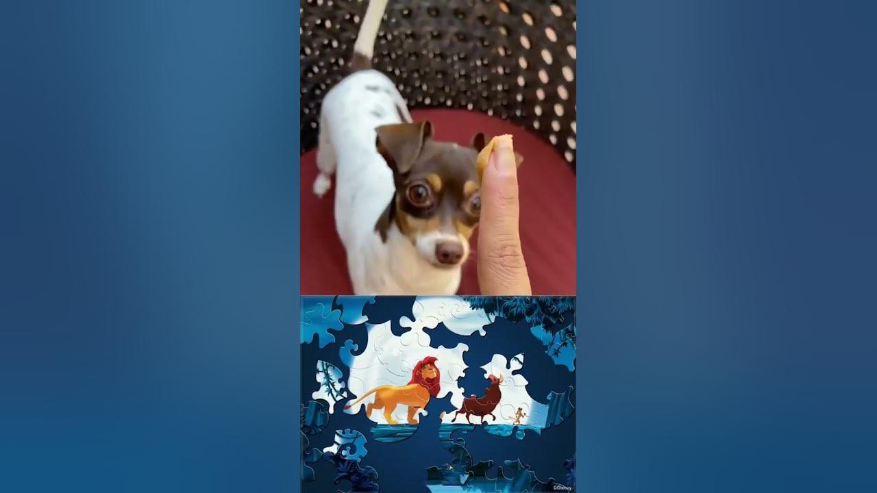 How to turn your pup into Simba! #shorts thumbnail