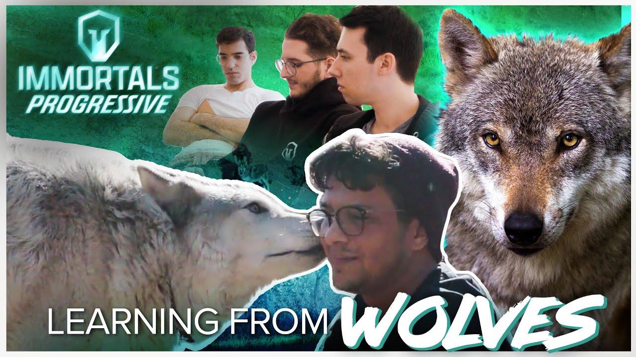 OUR TEAM MEETS WOLVES 🐺| Presented by Progressive thumbnail