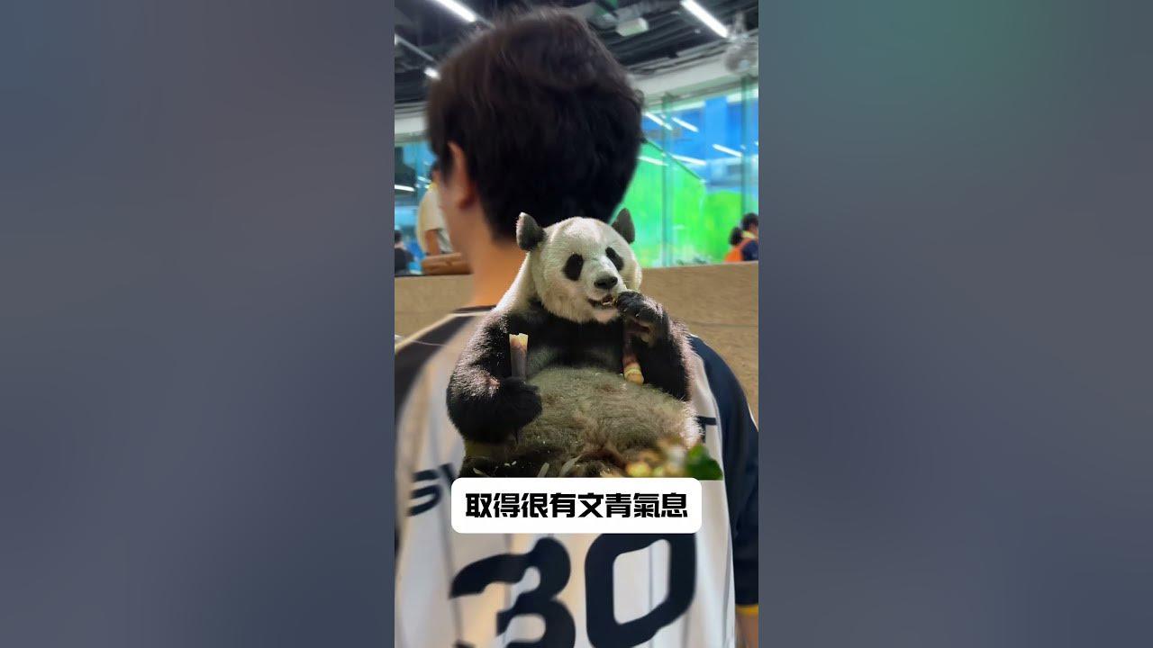 動物園健走二三事 #cfo #lol  #中信飛牡蠣 #pcs  #leagueoflegends #SWORDART #SHUNN thumbnail